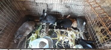 Dovşanlar: İri sort dovşanlar satilir! orta çəkili dovşanlar 15 azn, ağir çəkili -da lalafo.az — 2 Dovşanlar: İri sort dovşanlar satilir! orta çəkili dovşanlar 15 azn, ağir çəkili — 2