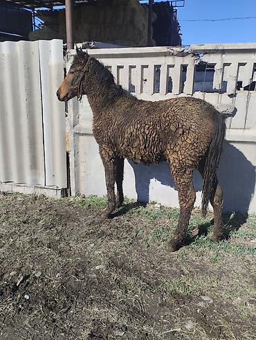 Лошади, кони: Продаю | Жеребенок | Для разведения | Племенные — 6