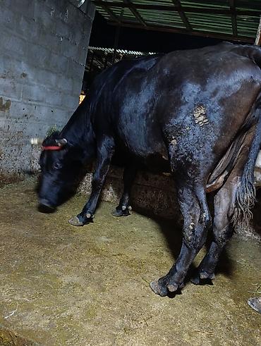 Продам с/х животных: Продаю | Корова (самка) | Для разведения, Для молока — 8