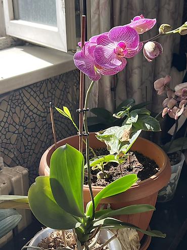 молочай цветок: Орхидеи Phalaenopsis в горшках - Сорта/окраски на выбор: • белые — 2