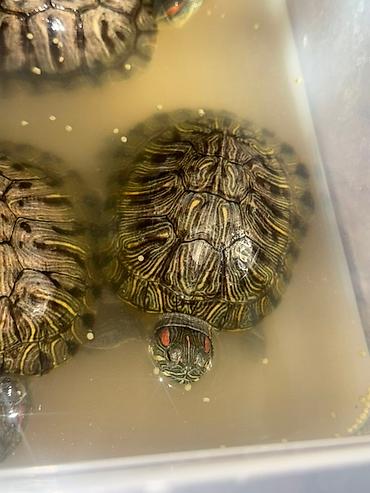 Другие с/х животные: Красноухие черепахи разные размеры - В наличии несколько особей, на — 9