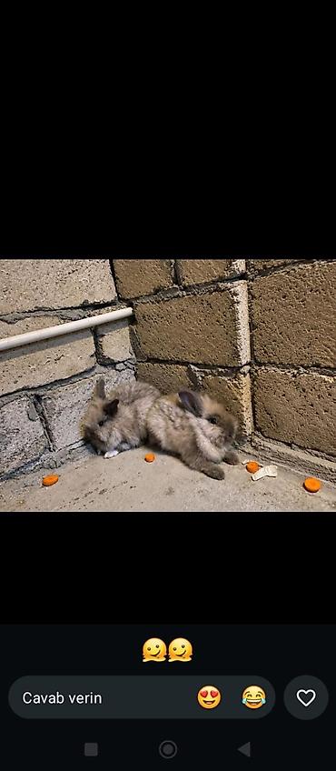 dovşan balasi: Holland dovşanlari - Cins: dekorativ, uzun tüklü (oyuncaq tipli) — 1