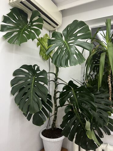 Монстеры: Монстеры делициозы очень много выбора от 500 до 8000т огромные — 6