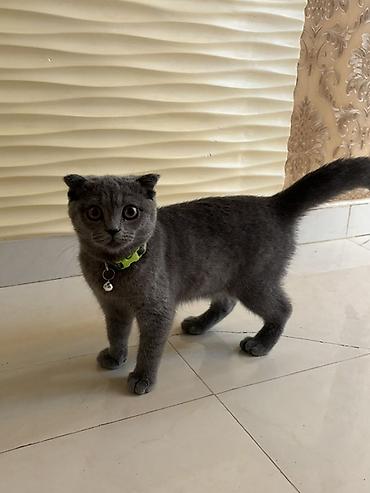 Pişiklər: Şotland yastı qulaq — 1