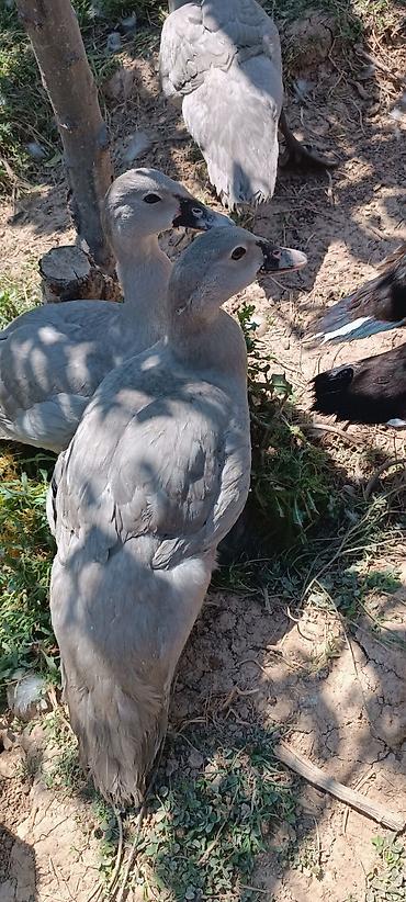 akvarium satisi: Dişi, | Lal ördək, Damazlıq — 8
