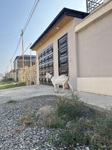 Gəmiricilər: Dişi, Zanen, il: 3, 25 kq, Südlük, Ünvandan götürmə