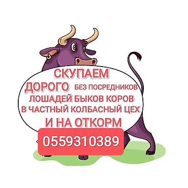 бычки гелефорд: Колбасный цех : Коровы, быки, Лошади, кони, | На откорм — 1