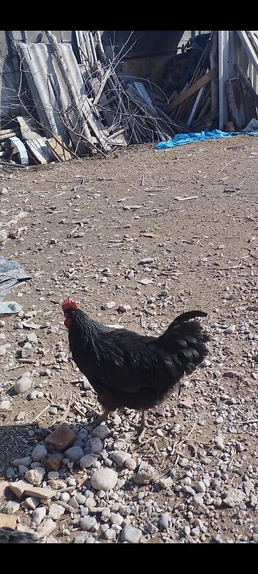 Куры, петухи: Продаю | Петух | Для разведения — 9