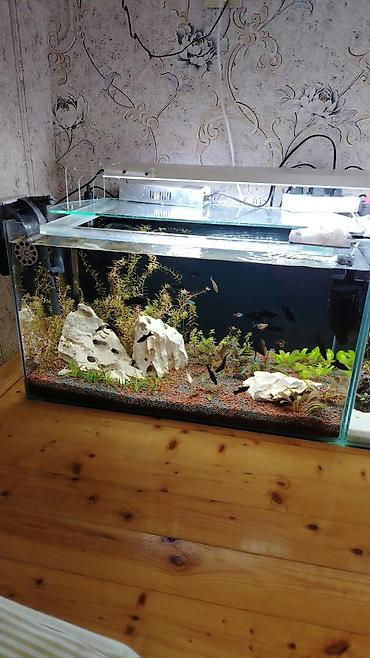çəpiş satışı: Dördbucaq akvarium, Balıqlarla birlikdə, 120 l, Ödənişli çatdırılma — 2