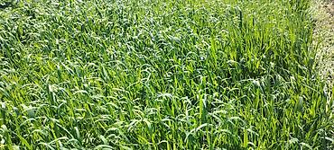 Ağaclar: Məhsul: Meyvə bağı (intensiv tipli) Təsvir: - Çoxillik meyvə ağacları — 10