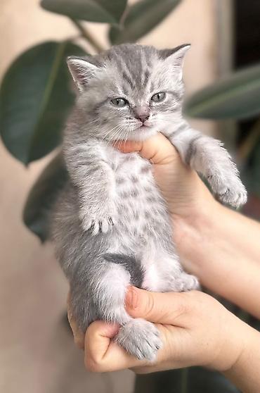 Pişiklər: Şotland — 8