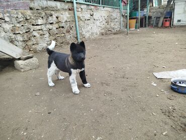 cib itleri: Akita-inu, 2 ay, Dişi, Peyvəndli, Ünvandan götürmə