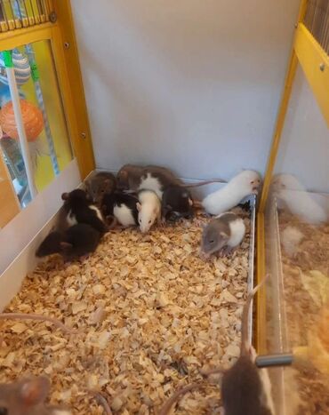 электронный отпугиватель крыс: Декоративные крысы Дамбо - хаски. Мальчики. Вывоз в центре города