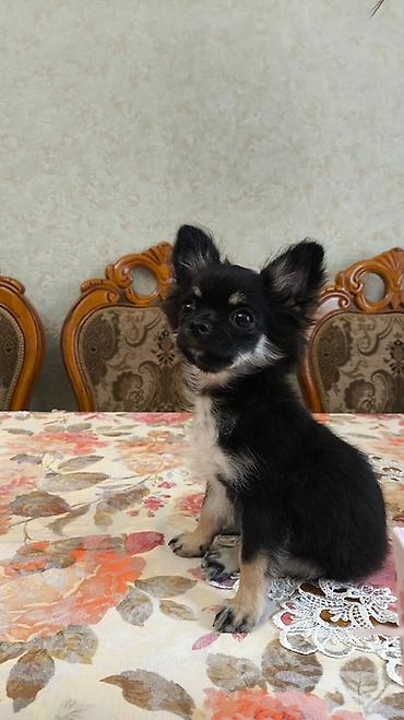 fantom dermani: Çixuahua, 3 ay, Erkək, Peyvəndli, Pulsuz çatdırılma — 3