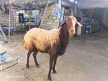 Рогатый скот: Əsil damAzdiq heyvandır sadəcə pul lazımdır deyə satıram heyvan — 4