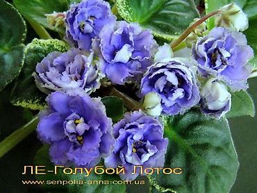 Фиалки и глоксинии: В продаже крупные детки и стартеры, взрослые сортовые фиалки, Отправка — 16