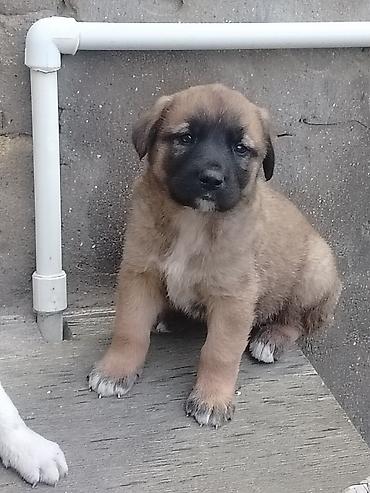 cütlük: 1 ay, Erkək, Pulsuz çatdırılma — 3