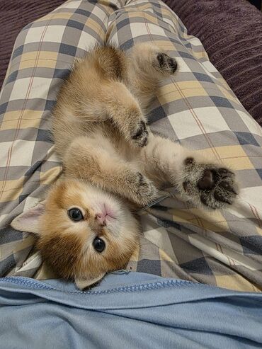 Pişiklər: Şotland, Dişi, Yaxşı əllərə, Ünvandan götürmə, Pulsuz çatdırılma, Ödənişli çatdırılma — 23