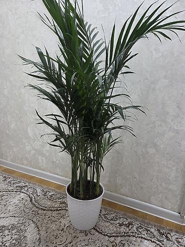 Драцены и Сансевиерии: Сансевиерия (Sansevieria, «щучий хвост») в горшке. Описание: - — 9