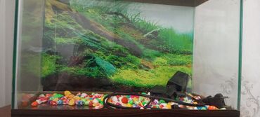 samsung gear s: Işlenmiş akvarium