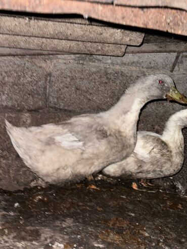 домик для собака: Продаю | Куры, Петух