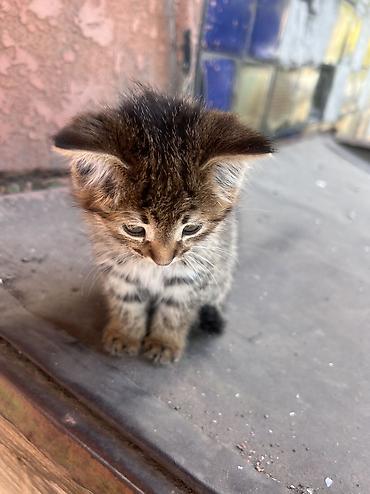 Кошки: Отдам котенка в хорошие руки — 3