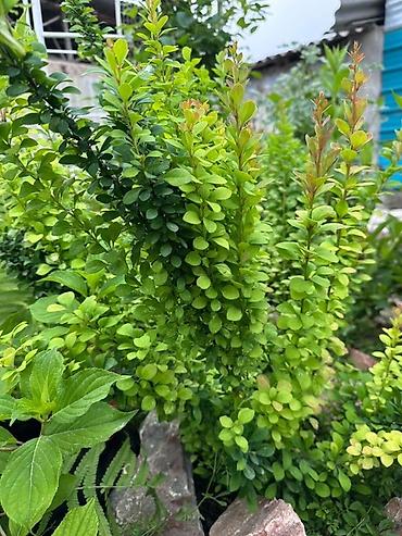 Декоративные деревья: Продаю все виды садовых растений,кустарников и цветов. Ош at lalafo.kg — 9 Декоративные деревья: Продаю все виды садовых растений,кустарников и цветов. Ош — 9