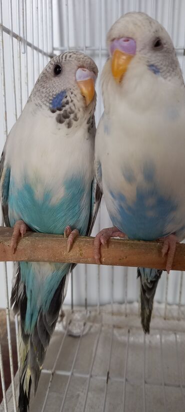 Tutuquşları: Cox gozel texas cinsi tutuquslar satilir bunlar ele bele valnist deyil — 1