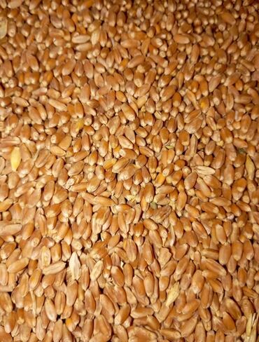 продам ячмень оптом: Пшеница (зерно) - Фракция: цельное зерно, ровной калибровки - Цвет