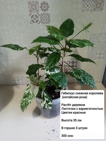диваны кресла ош: Гибискус или же китайская роза 🌹 Сорт - снежная королева. В горшке по