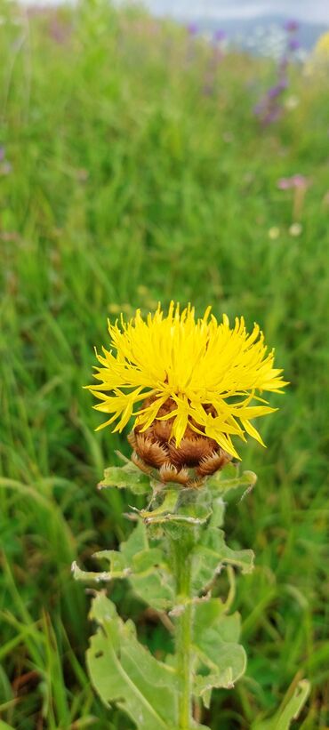 Bal: Müalicəvi Göyçay qaratikan balı 100% tam təbii baldır. Süzülmə bal — 11