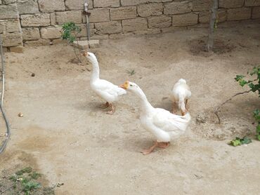 hinduşka balası satışı: Erkək, | Linda, Yumurtalıq, Ünvandan götürmə