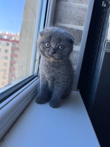 Şotland, Erkək, Ünvandan götürmə