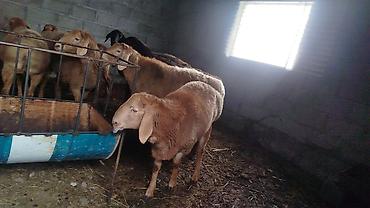 Баран, овца: Продаю | Овца (самка) | Для разведения | Матка — 11