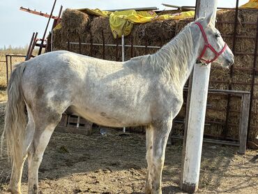 Лошади, кони: Продаю | Жеребец | Конный спорт — 3