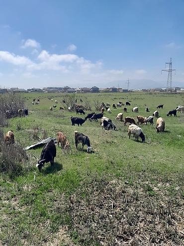 halep kecisi satilir: Qoyun-keçi sürüsü - Növlər: Qarışıq cinsli keçilər və qoyunlar — 1