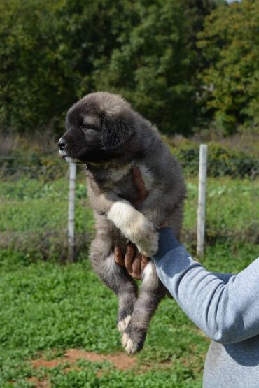 Psi: Odgajivačnica "Joxateam kennel" prodaje štenad Kavkaskog ovcara od — 1