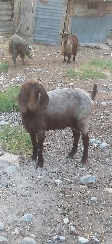 ordək balası və cucə: 42 baş Keçi toptdan satılır - Növ: Keçi (müxtəlif rəng və buynuz — 6