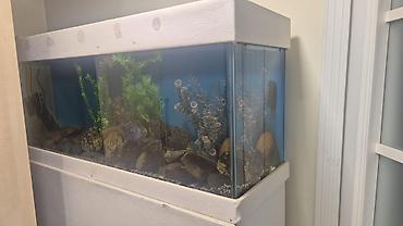 akvarium daş: Akvaryum dəsti – şaquli künc modeli - Şüşə akvaryum, künc üçün — 1