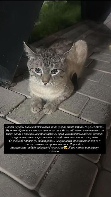 тайские кошки: Кошка тайско-сиамского типа, окрас линкс-пойнт, голубые глаза — 1