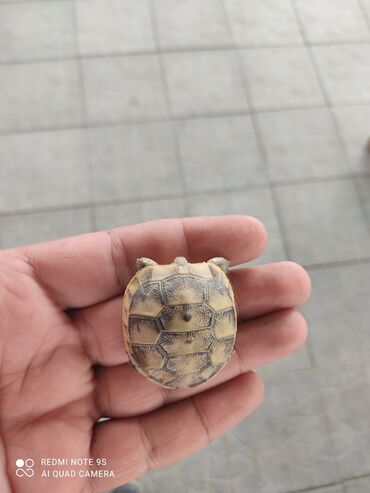 бу ковры: Kiçik ölçülü, tısbağa növü heyvan. Bu körpə tısbağanın qabığı açıq