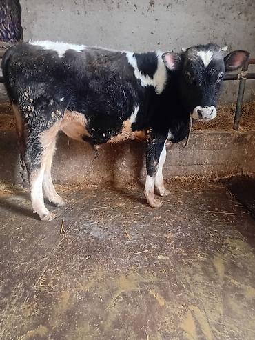 Коровы, быки: Продаю | Бык (самец) | На откорм — 15