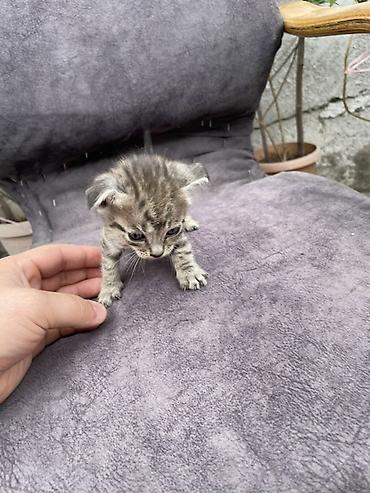 Продажа кошек: Котята - Описание: Милые домашние котята, короткошёрстные. На фото — — 12
