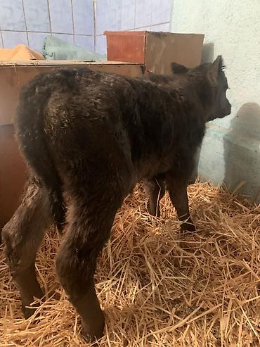 Коровы, быки: Продаю | Музоо, торпок | Ангус, Швицкая | На откорм, На забой, Для разведения | Племенные — 6