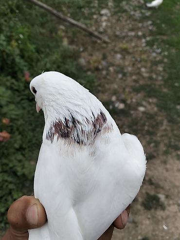 cücə və xoruz təmsil: Ağ rəngli göyərçin – boyun hissəsində qəhvəyi-qara naxışlı ləkələr — 3