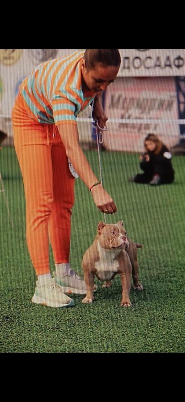 Продажа собак: Американский булли, 2 месяца, Самец — 7