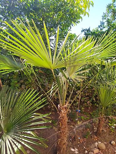 guldəfnə bitkisi: Trachycarpus fortunei (və ya “Külək xəmirəsi/Çin fan xurma”) – bağ — 3