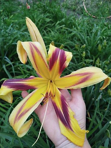 Гортензия: Саженцы — 11