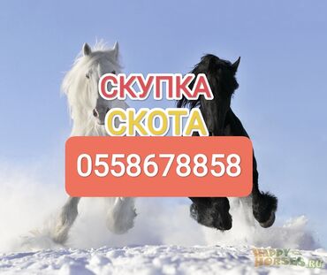 продажа скота: Сатып алам | Уйлар, букалар, Жылкылар, аттар | Бардык шартта, Күнү-түнү, Өзү алып кетүү