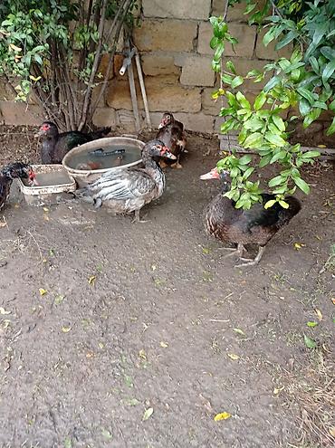 cucə inkubator satisi: Satılır: Misk ördəkləri (indo duck) 15 manatdan 30 manata kimi hamsini — 7
